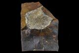 Fossil Ginkgo Leaf From North Dakota - Paleocene #156250-1